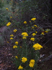 tarweed-indet-Hemizonia-or-Deinandra-sp-Serrano-Canyon-Pt-Mugu-2012-06-04-IMG 1953