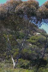 tree-Ray-Miller-trail-Pt-Mugu--2012-06-26-IMG 5438