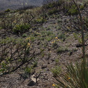 view-regenerating-hillside-one-year-after-fire-with-sticky-monkeyflower-Chumash-2014-06-02-IMG 3926