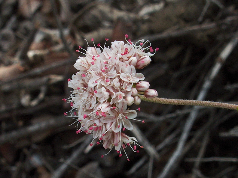 Eriogonum-fasciculatum-California-buckwheat-Chumash-Trail-Pt-Mugu-2012-07-13-IMG 2222