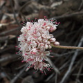 Eriogonum-fasciculatum-California-buckwheat-Chumash-Trail-Pt-Mugu-2012-07-13-IMG_2222.jpg