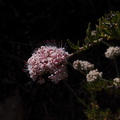 Eriogonum-fasciculatum-California-buckwheat-Pt-Mugu-2012-07-17-IMG_2282.jpg