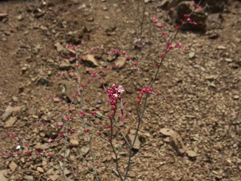 Eriogonum-nudum-naked-buckwheat-Chumash-Trail-Pt-Mugu-2012-07-13-IMG_2229.jpg