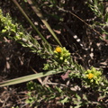 Hazardia-squarrosa-goldenbush-Pt-Mugu-2010-07-15-IMG_6338.jpg