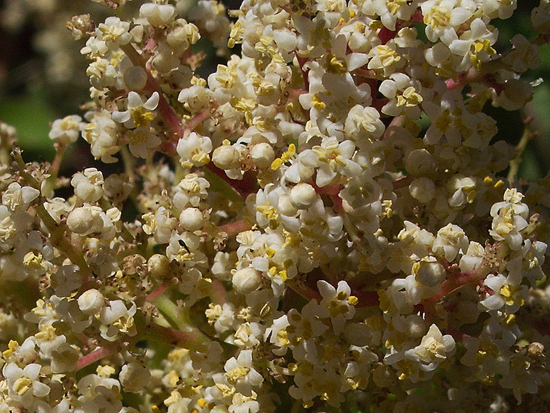Malosma-laurina-laurel-sumac-flowering-Pt-Mugu-2010-07-15-IMG_6309.jpg