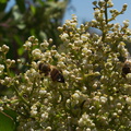 Malosma-laurina-laurel-sumac-flowering-Pt-Mugu-2010-07-15-IMG_6314.jpg