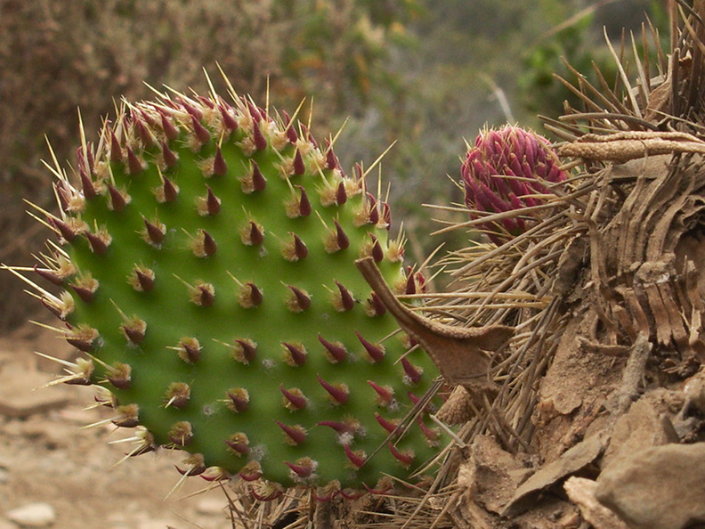 Opuntia-littoralis-coast-prickly-pear-vegetative-buds-Chumash-trail-Pt-Mugu-2012-08-23-IMG 2727