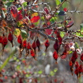 Ribes-speciosum-California-fuchsia-fruits-Chumash-trail-2015-07-10-IMG_1051.jpg