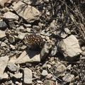 checkerspot-butterfly-Euphydryas-sp-Chumash-2012-07-23-IMG_2311.jpg