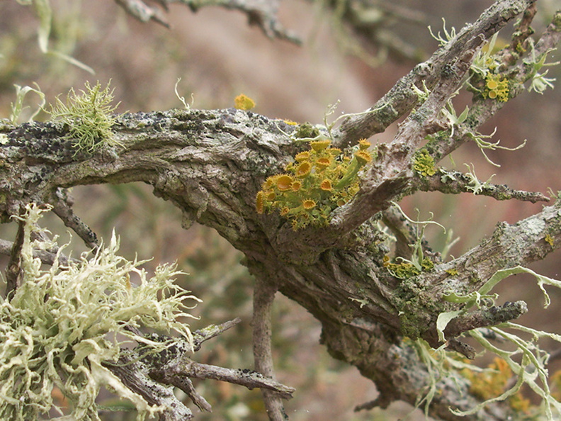 golden-eye-lichen-Teloschistes-chrysophthalmus-and-armored-fog-lichen-Niebla-homalea-Chumash-trail-Pt-Mugu-2012-08-23-IMG_2724.jpg