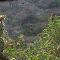 spiny-orbweaver-spider-Argiope-sp-Chumash-trail-Pt-Mugu-2012-08-21-IMG_2692.jpg