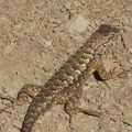 western-fence-lizard-Sceleporus-occidentalis-Pt-Mugu-2012-08-24-IMG 2730