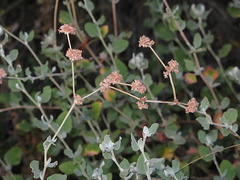 Eriogonum-cinereum-ashy-leaf-buckwheat-Pt-Mugu-2008-11-06-IMG 1523