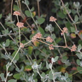 Eriogonum-cinereum-ashy-leaf-buckwheat-Pt-Mugu-2008-11-06-IMG_1523.jpg