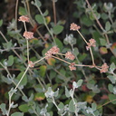 Eriogonum-cinereum-ashy-leaf-buckwheat-Pt-Mugu-2008-11-06-IMG 1523