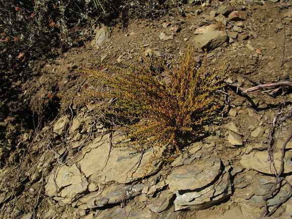 Eriogonum-fasciculatum-California-buckwheat-Pt-Mugu-2008-11-06-IMG 1534