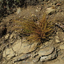 Eriogonum-fasciculatum-California-buckwheat-Pt-Mugu-2008-11-06-IMG 1534