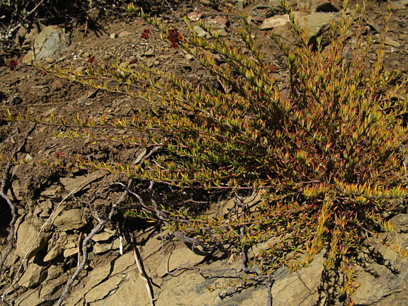 Eriogonum-fasciculatum-California-buckwheat-Pt-Mugu-2008-11-06-IMG 1535