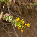 Hazardia-squarrosa-goldenbush-Pt-Mugu-2010-09-05-IMG 6441