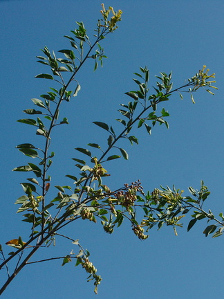 Nicotiana-glauca-yellow-tree-tobacco-Pt-Mugu-2012-09-10-IMG 2770
