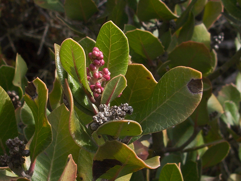 Rhus-integrifolia-lemonadeberry-flower-buds-immediately-after-rain-Chumash-2012-11-19-IMG_2889.jpg