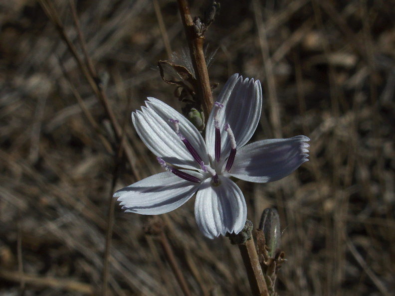 Stephanomeria-virgata-twiggy-wreath-plant-Chumash-Trail-2012-10-16-IMG_2828.jpg
