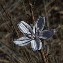 Stephanomeria-virgata-twiggy-wreath-plant-Chumash-Trail-2012-10-16-IMG 2828