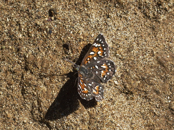 butterfly-orange-grey-white-spotted-Lepidoptera-Pt-Mugu-2011-10-06-IMG 9820