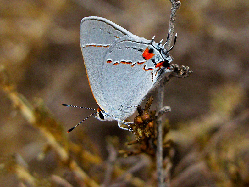 butterfly-white-orange-tail-spot-Lycaenidae-hairstreak-Pt-Mugu-2010-09-05-IMG_6437.jpg
