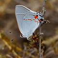 butterfly-white-orange-tail-spot-Lycaenidae-hairstreak-Pt-Mugu-2010-09-05-IMG 6437