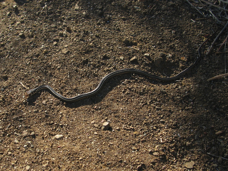 garter-snake-mugu-2008-11-06-IMG 1538