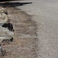 quail-Callipepla-californica-Pt-Mugu-2011-10-06-IMG_9812.jpg