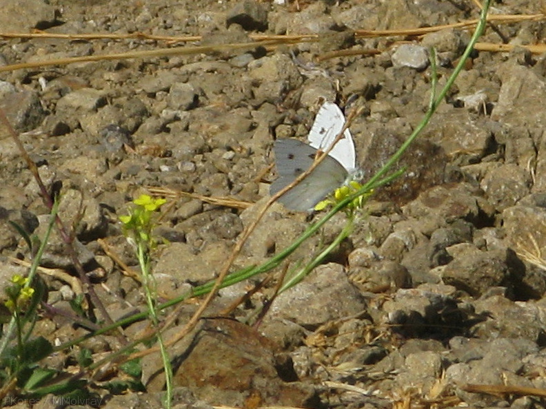 white-butterfly-on-crucifer-weed-santa-monica-mts-2008-09-18-IMG_1360.jpg