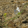 white-butterfly-on-crucifer-weed-santa-monica-mts-2008-09-18-IMG 1360