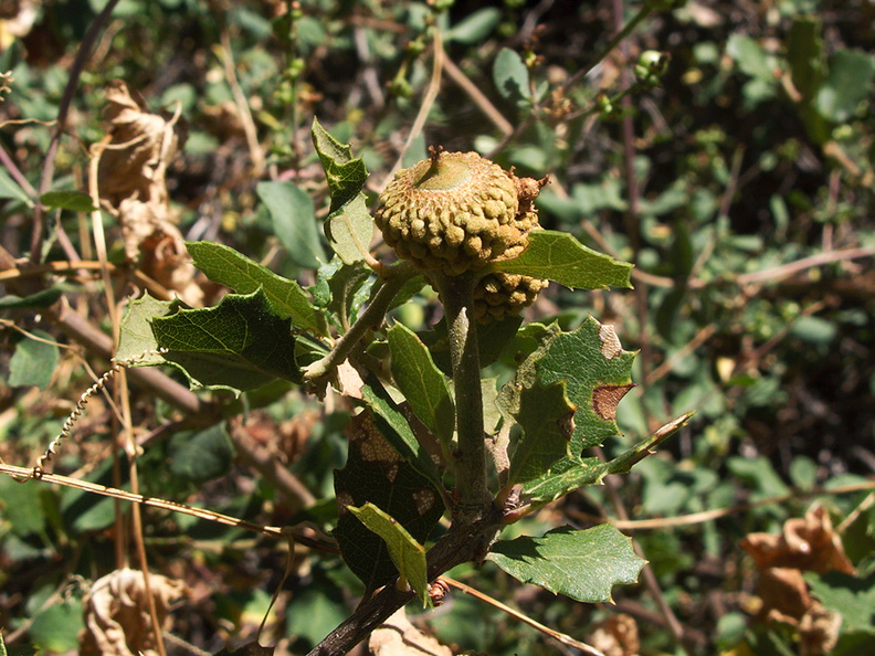 Quercus-berberidifolia-scrub-oak-acorn-Rose-Valley-Falls-Trail-Ojai-2011-08-14-IMG 9553