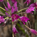 Allium-peninsulare-Mexicali-onion-Santa-Monica-Mts-Sandstone-Peak-2012-05-13-IMG 4792