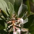 Arctostaphylos-glandulosa-manzanita-Santa-Monica-mts-2008-03-21-img_6520.jpg