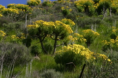 Coreopsis-gigantea-mass-blooming-Santa-Monica-mts-2008-03-21-img 6566
