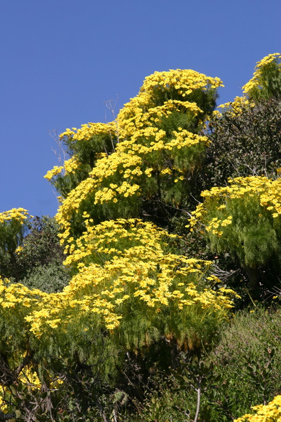 Coreopsis-gigantea-mass-blooming-Santa-Monica-mts-2008-03-21-img 6573