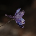 Delphinium-aff-parryi-blue-larkspur-Sandstone-Peak-2009-04-05-CRW 8016
