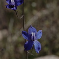 Delphinium-aff-parryi-blue-larkspur-Sandstone-Peak-2009-04-05-CRW 8029