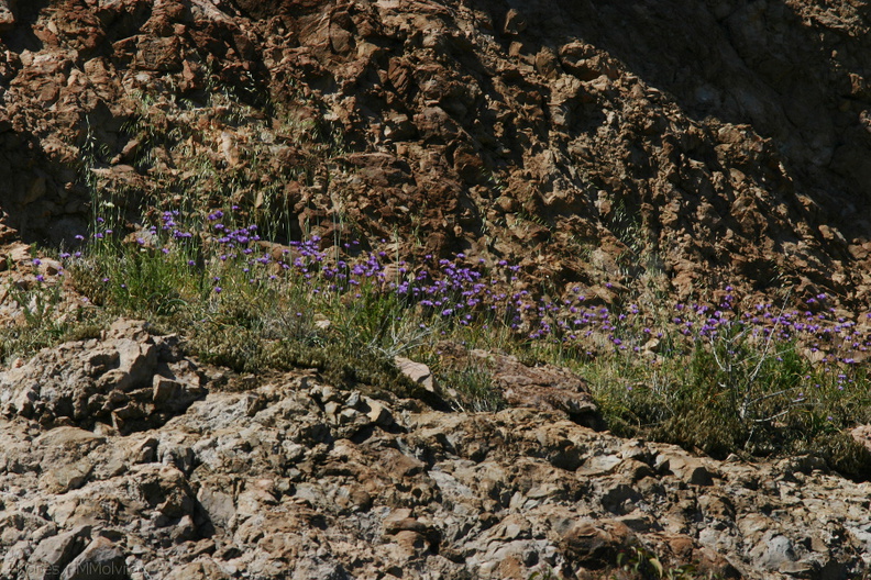 Dichelostemma-capitatum-blue-dicks-mass-bloom-on-cliff-Santa-Monica-mts-2008-03-21-img_6542.jpg