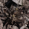 Dudleya-lanceolata-Sandstone-Peak-2009-04-05-CRW 8030