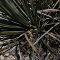 Dudleya-lanceolata-Sandstone-Peak-2009-04-05-IMG 2622
