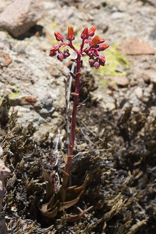 Dudleya-lanceolata-lance-leaved-dudleya-Santa-Monica-Mts-Sandstone-Peak-2012-05-13-IMG 4762