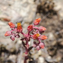 Dudleya-lanceolata-lance-leaved-dudleya-Santa-Monica-Mts-Sandstone-Peak-2012-05-13-IMG 4774