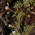 Eucrypta-chrysanthemifolia-Sandstone-Peak-2009-04-05-CRW 8048