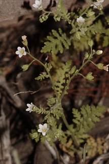 Eucrypta-chrysanthemifolia-Sandstone-Peak-2009-04-05-CRW 8048