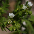 Eucrypta-chrysanthemifolia-Santa-Monica-mts-2008-03-21-img_6493.jpg