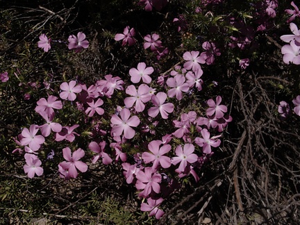 Leptodactylon-californicum-prickly-phlox-Sandstone-Peak-2009-04-05-IMG 2569